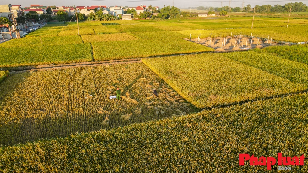 Nghĩa tình trên những cánh đồng ở tâm dịch Bắc Ninh