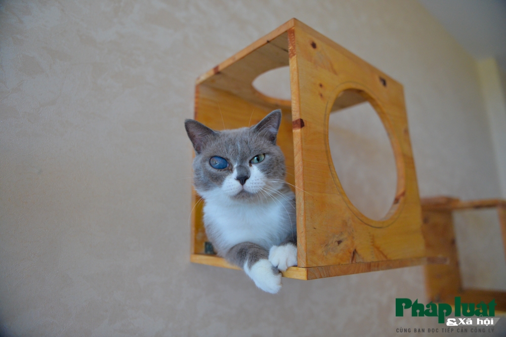 chang trai bo viec de mo quan cafe kiem trung tam cuu tro meo