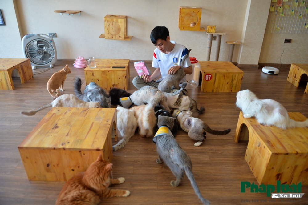 chang trai bo viec de mo quan cafe kiem trung tam cuu tro meo