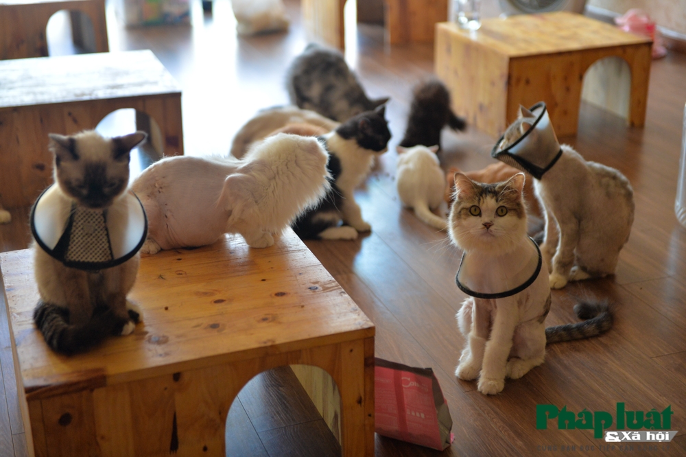 chang trai bo viec de mo quan cafe kiem trung tam cuu tro meo