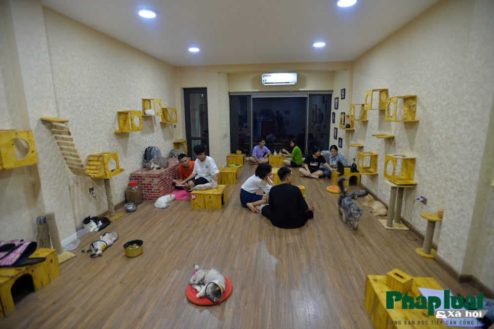 chang trai bo viec de mo quan cafe kiem trung tam cuu tro meo