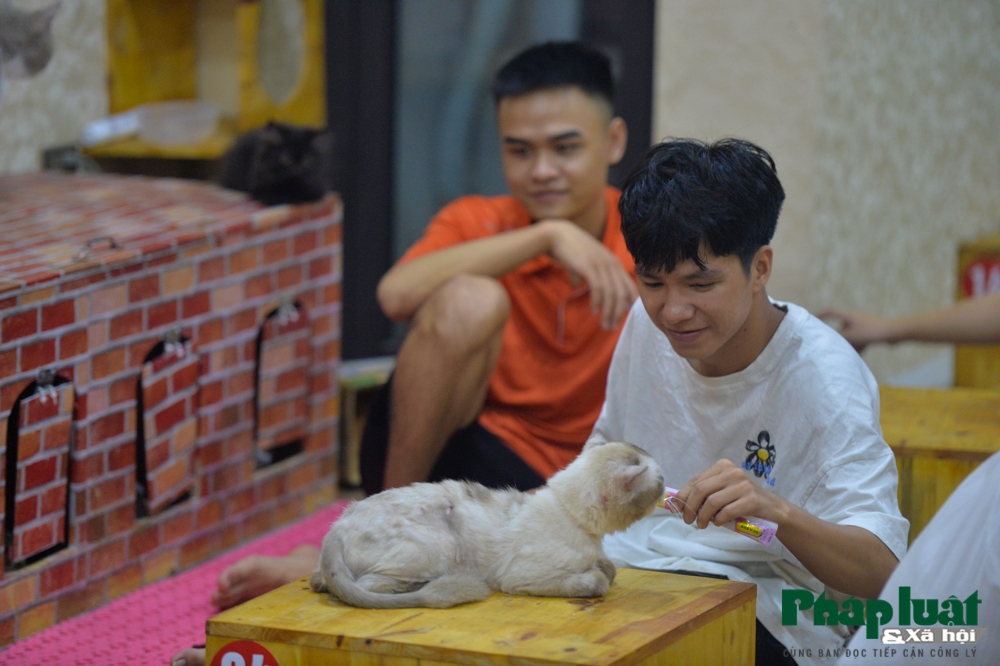 chang trai bo viec de mo quan cafe kiem trung tam cuu tro meo