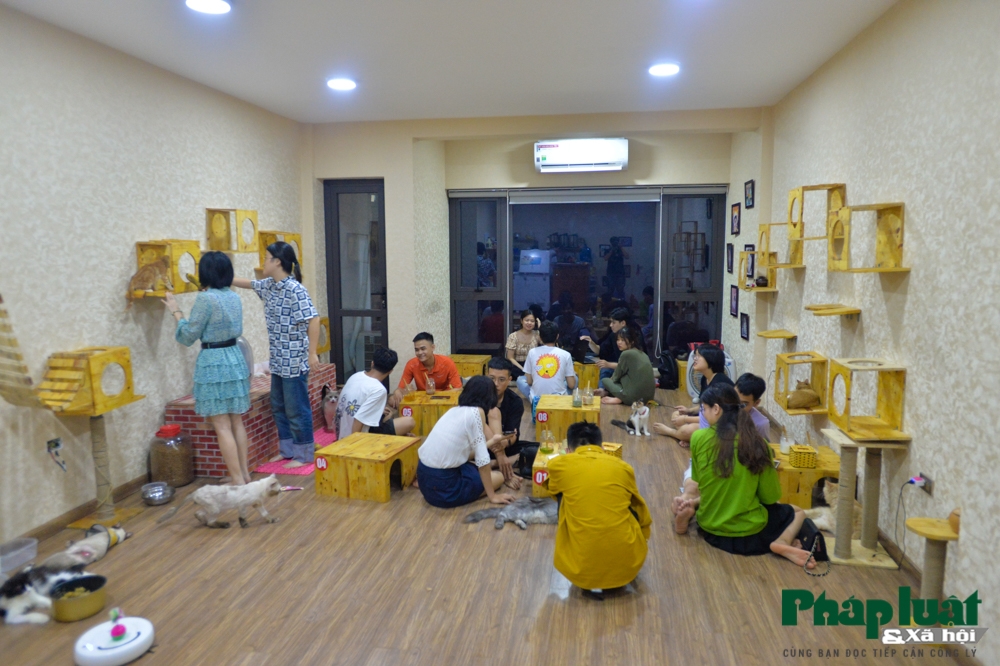 chang trai bo viec de mo quan cafe kiem trung tam cuu tro meo