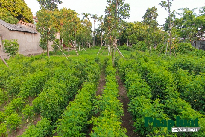 Ghé thăm Viên Minh Tự - ngôi chùa không vàng mã tại Hà Nội ghe tham vien minh tu ngoi chua khong vang ma tai ha noi