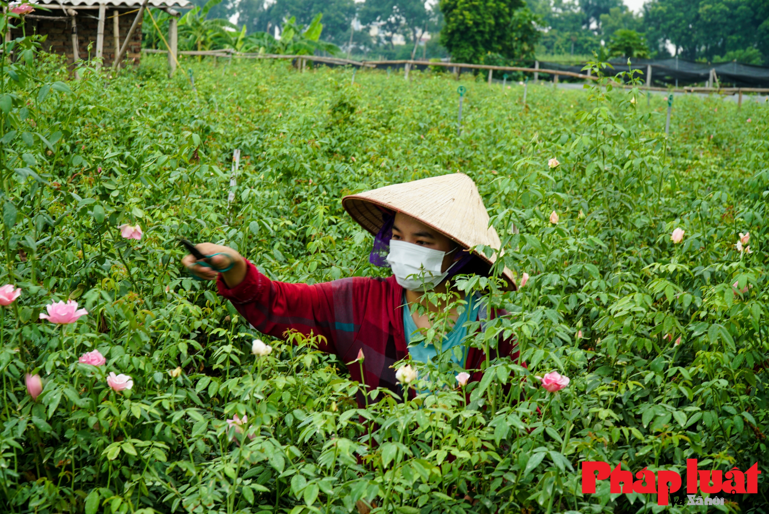 Làng Tây Tựu giữa tâm dịch COVID-19: 