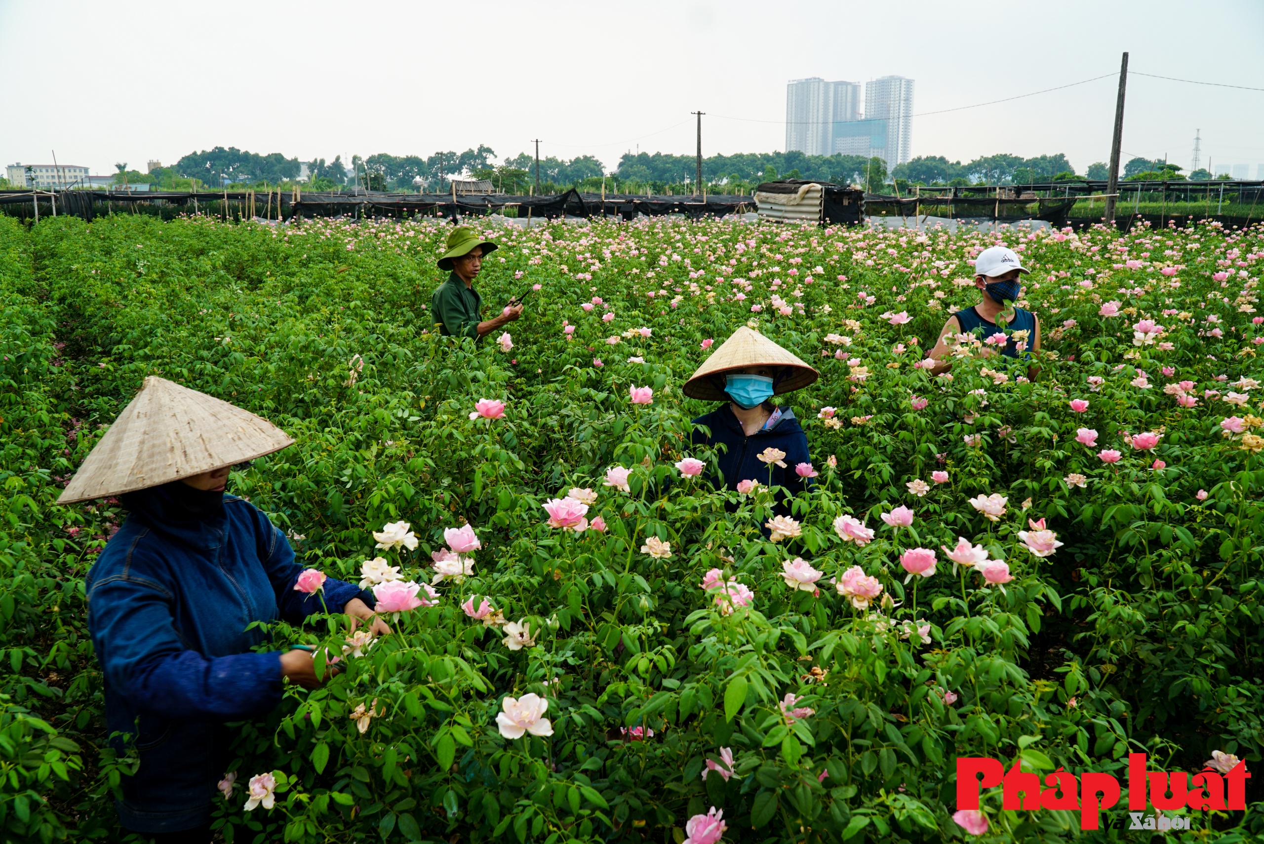 Làng Tây Tựu giữa tâm dịch COVID-19: 