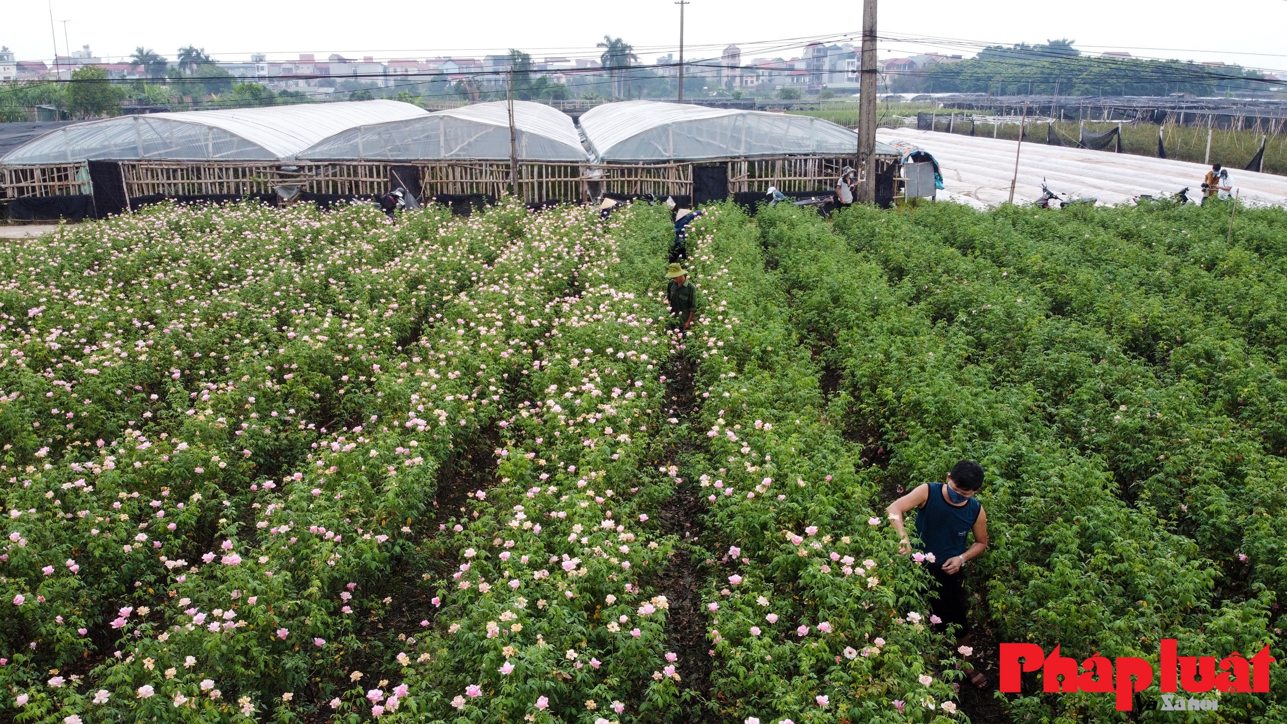 Làng Tây Tựu giữa tâm dịch COVID-19: 