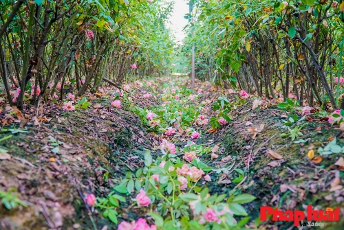 Làng Tây Tựu giữa tâm dịch COVID-19: "Hoa cười, người khóc"