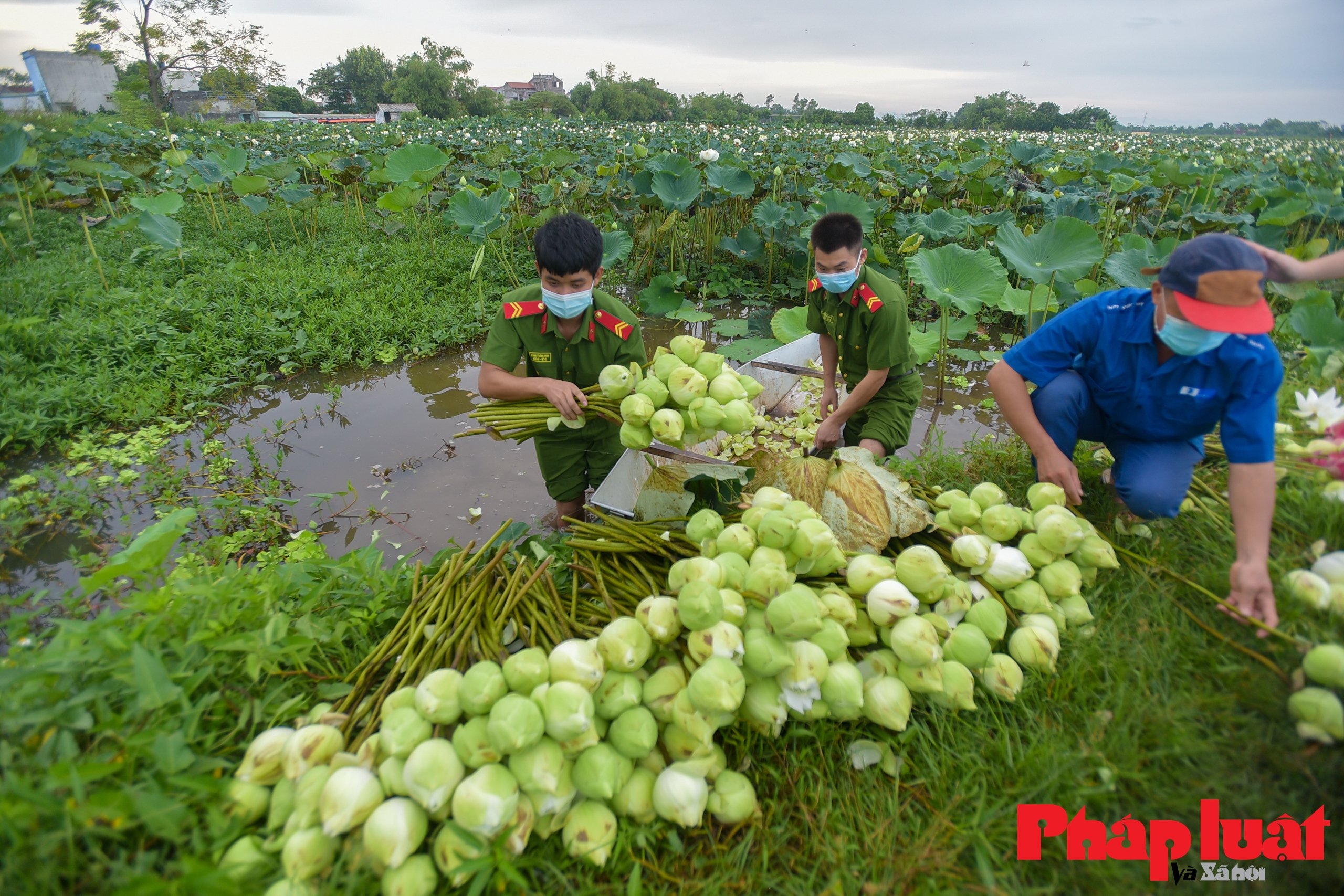 Công an huyện Ứng Hoà hỗ trợ người dân tiêu thụ nông sản