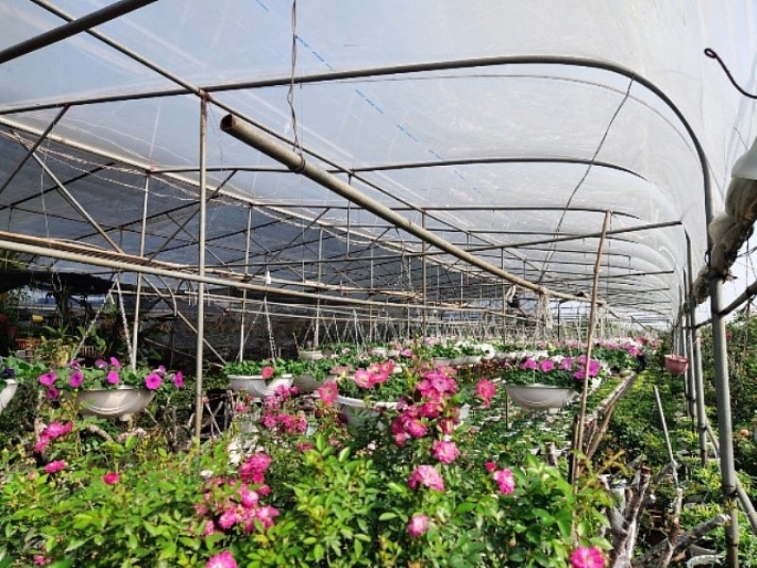 Hà Nội có nhiều tiềm năng phát triển du lịch nông nghiệp.(ảnh: Văn Biên - mô hình trồng hoa kết hợp du lịch tại huyện Mê Linh)