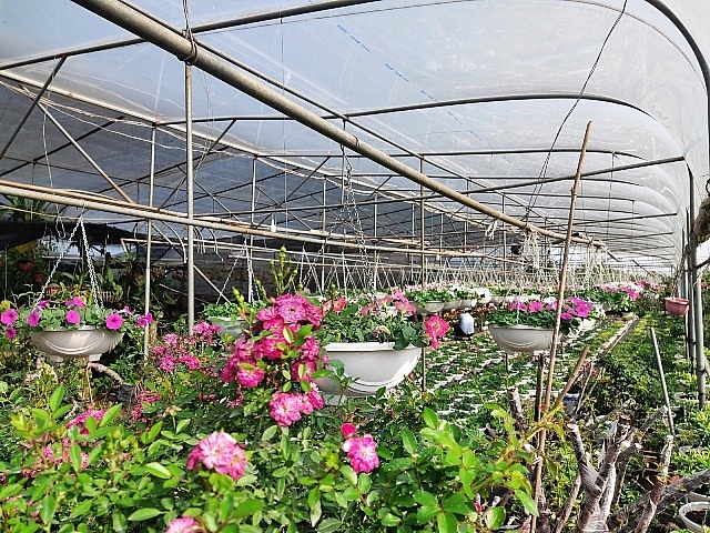 Hà Nội xác định hoa và một số cây cảnh là sản phẩm chủ lực để phát triển ngành kinh tế sinh thái trong xây dựng Nông thôn mới và đô thị văn minh.(ảnh: Văn Biên - mô hình trồng hoa tại huyện Mê Linh).