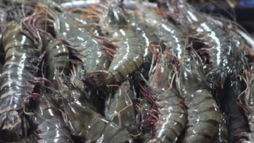 Xuất khẩu tôm của Việt Nam được dự báo vẫn đạt kết quả tăng trưởng tốt