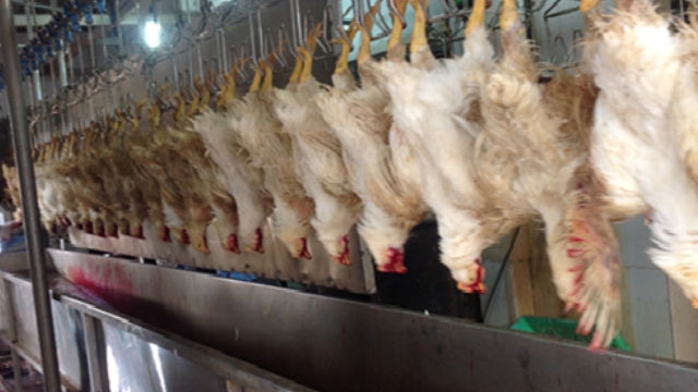 Hà Nội: Giải pháp đảm bảo hoạt động giết mổ trong thời điểm giãn cách xã hội