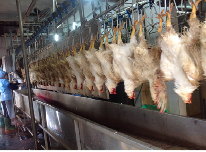 Hà Nội thực hiện giãn cách xã hội nên hoạt động chung của các cơ sở giết mổ gặp rất nhiều khó khăn. Một số cơ sở giết mổ gia súc, gia cầm phải tạm dừng giết mổ.(ảnh: Nguyễn Ngọc Sơn, Chi cục trưởng Chi cục Chăn nuôi và Thú y cung cấp) Hà Nội thực hiện giãn cách xã hội nên hoạt động chung của các cơ sở giết mổ gặp rất nhiều khó khăn. Một số cơ sở giết mổ gia súc, gia cầm phải tạm dừng giết mổ.(ảnh: Nguyễn Ngọc Sơn, Chi cục trưởng Chi cục Chăn nuôi và Thú y cung cấp)