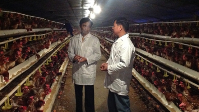 Hà Nội: Đẩy mạnh phát triển chăn nuôi công nghệ cao