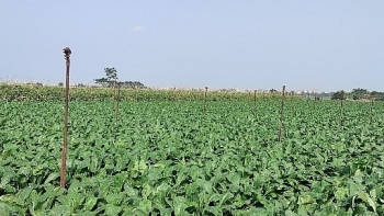 Chủ động kế hoạch sản xuất và nguồn cung thực phẩm, nông sản đảm bảo đáp ứng nhu cầu của người dân Thủ đô