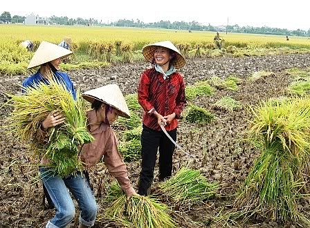 Người dân Thanh Oai thu hoạch vụ mùa.