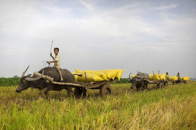 Người dân Thanh Oai dùng xe trâu kéo vận chuyển lúa từ ruộng xa lên đường lớn.