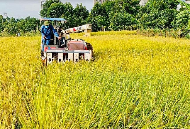Nông dân tại huyện Phúc Thọ đang tích cực triển khai thu hoạch vụ mùa.Vụ mùa năm nay tiếp tục là một vụ được mùa, năng suất bình quân ước đạt từ 62 tạ/ha trở lên.
