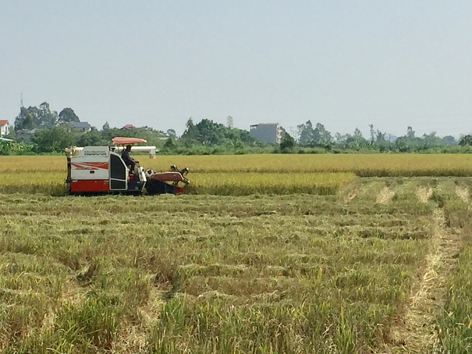 Nông dân thôn Khả Liễu, xã Phúc Tiến, huyện Phú Xuyên thu hoạch lúa.