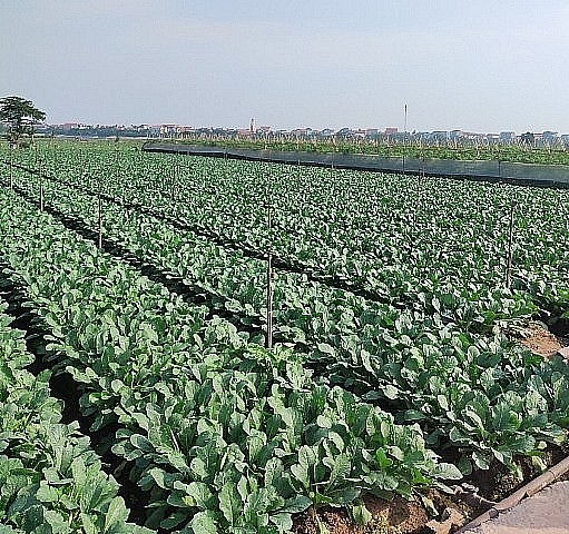 Nông nghiệp - nông thôn - nông dân luôn được Hà Nội xem là lĩnh vực then chốt, trụ đỡ của nền kinh tế.(ảnh: Văn Biên)