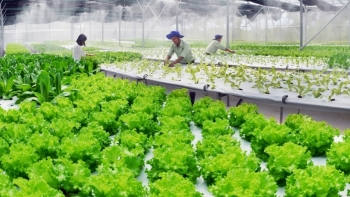 Hà Nội đẩy mạnh đầu tư phát triển nông nghiệp thông minh