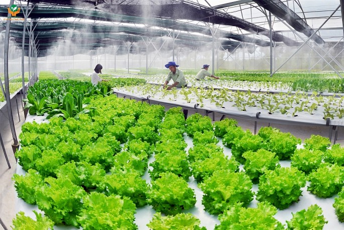 Hà Nội không ngừng ứng dụng công nghệ cao vào sản xuất nông nghiệp.