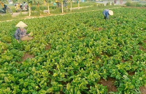 Mở rộng diện tích gieo trồng vụ mùa để đảm bảo tăng trưởng ngành nông nghiệp