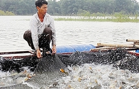 Hà Nội triển khai công tác phòng, chống dịch bệnh động vật thủy sản