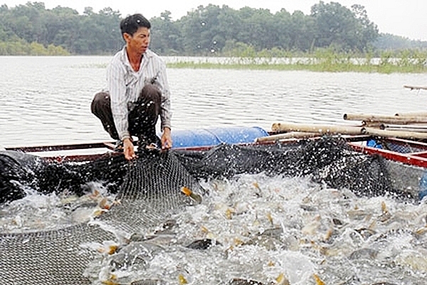 ha noi trien khai cong tac phong chong dich benh dong vat thuy san