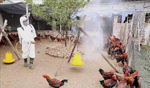 Hà Nội tổ chức 2 đợt tổng vệ sinh môi trường phòng, chống dịch bệnh gia súc, gia cầm dịp Tết ha noi to chuc 2 dot tong ve sinh moi truong phong chong dich benh gia suc gia cam dip tet