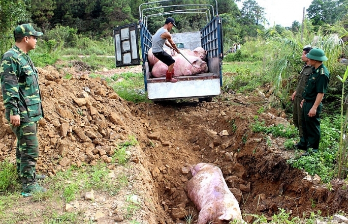 Hà Nội bổ sung dự toán phục vụ công tác phòng chống dịch tả lợn châu Phi