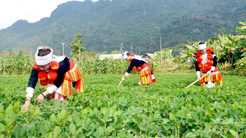 Đổi mới cơ chế, chính sách hỗ trợ Chương trình MTQG phát triển KTXH vùng đồng bào dân tộc thiểu số và miền núi