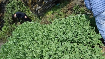 Bắt đối tượng trồng gần 2.000 cây thuốc phiện trong vườn nhà