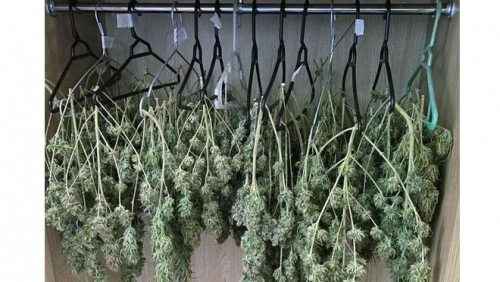 Cặp vợ chồng treo hàng trăm cành cần sa trong tủ quần áo