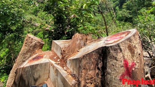 “Tiếng kêu cứu” của rừng nghiến cổ thụ giữa đại ngàn Hà Giang