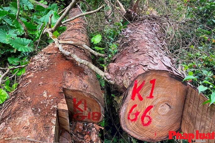 Cơ quan chức năng tỉnh Hà Giang xác định có 62 cây gỗ nghiến quý hiếm nhóm IIA với khối lượng hơn 574m3 bị chặt hạ trái phép.