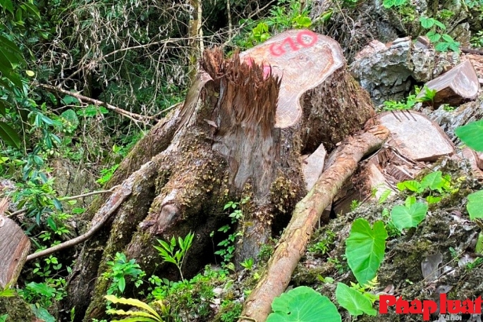 Gốc cây số 10 trong hơn 60 cây nghiến cổ thụ bị chặt hạ trái phép tại Vườn quốc gia Du Già vừa được các cơ quan chức năng tỉnh Hà Giang phát hiện.