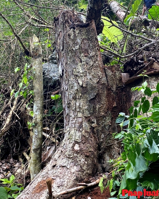 Theo một cán bộ kiểm lâm Ban quản lý rừng đặc dụng Du Già thì gốc nghiến vừa bị chặt hạ trái phép này phải có hàng trăm năm tuổi.