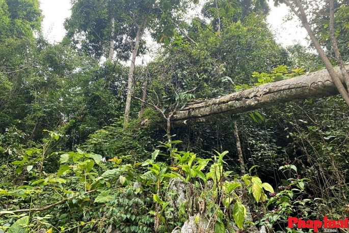 Một cây lớn bị lâm tặc cưa đổ nằm vắt ngang giữa rừng đại ngàn.