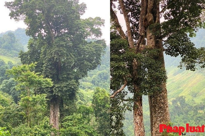 Nếu không có biện pháp quản lý, bảo vệ rừng chặt chẽ hơn nữa thì những cây nghiến hàng trăm tuổi, có đường kính thân cây trên 1 mét như thế này tại Vườn quốc gia Du Già có thể bị các đối tượng lâm tặc đốn hạ bất cứ lúc nào.