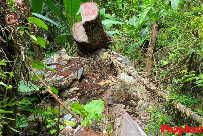 “Tiếng kêu cứu” của rừng nghiến cổ thụ giữa đại ngàn Hà Giang
