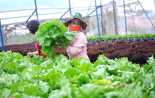 Hà Nội: Tập trung thực hiện hoàn thành kế hoạch phát triển nông nghiệp các tháng cuối năm 2021
