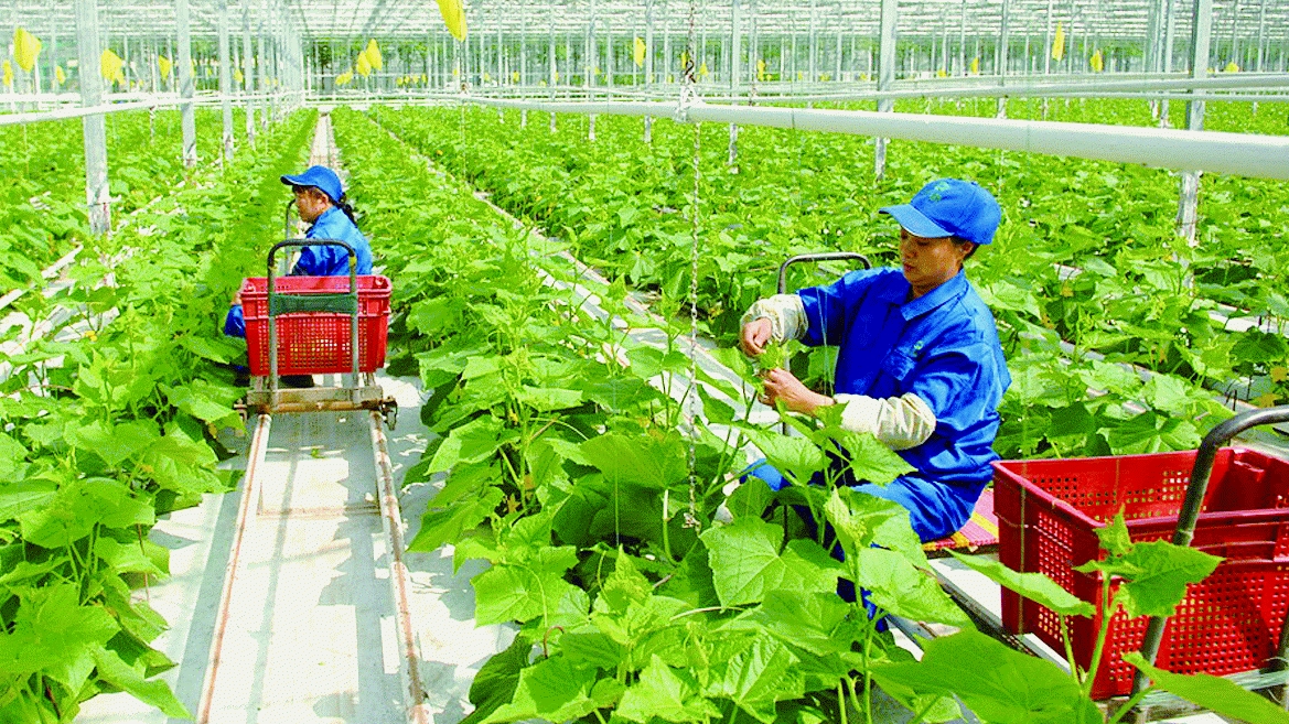 Hà Nội bổ sung kinh phí hỗ trợ các huyện ứng dụng công nghệ cao trong sản xuất nông nghiệp