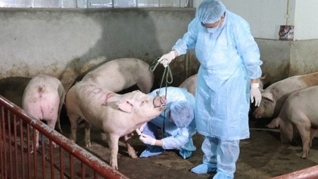 Thủ tướng Chính phủ chỉ thị quyết liệt phòng, chống bệnh Dịch tả lợn châu Phi