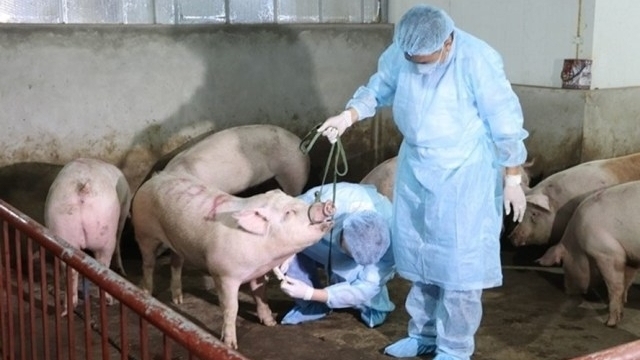 Hà Nội: Xử lý dứt điểm ổ bệnh dịch tả lợn châu Phi, không để lây lan ra diện rộng