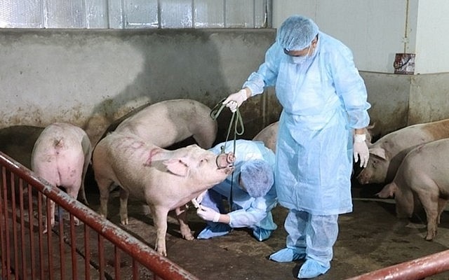 Hà Nội: Xử lý dứt điểm ổ bệnh dịch tả lợn châu Phi, không để lây lan ra diện rộng