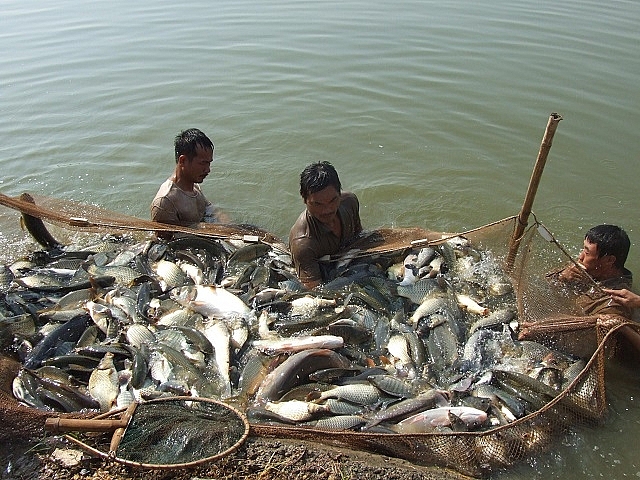 Tăng cường phòng, chống dịch bệnh động vật thủy sản trên địa bàn thành phố Hà Nội tang cuong phong chong dich benh dong vat thuy san tren dia ban thanh pho ha noi