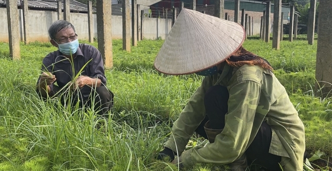 Ông Nguyễn Xuân Bàn hướng dẫn kỹ thuật chăm sóc cây giống cho công nhân.