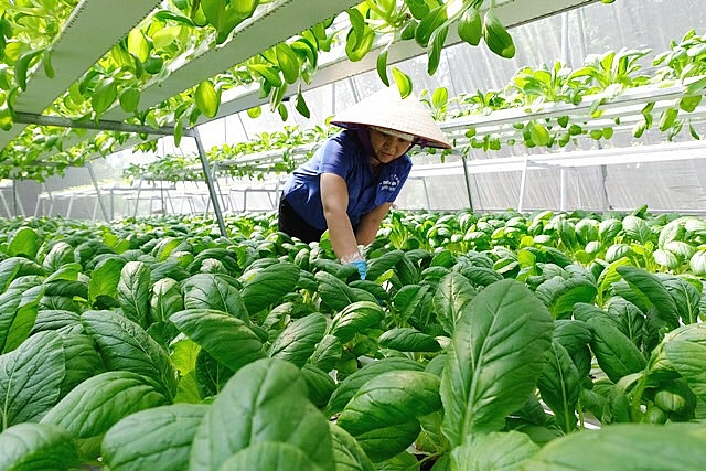 Hà Nội bổ sung kinh phí áp dụng sản xuất nông nghiệp ứng dụng công nghệ cao